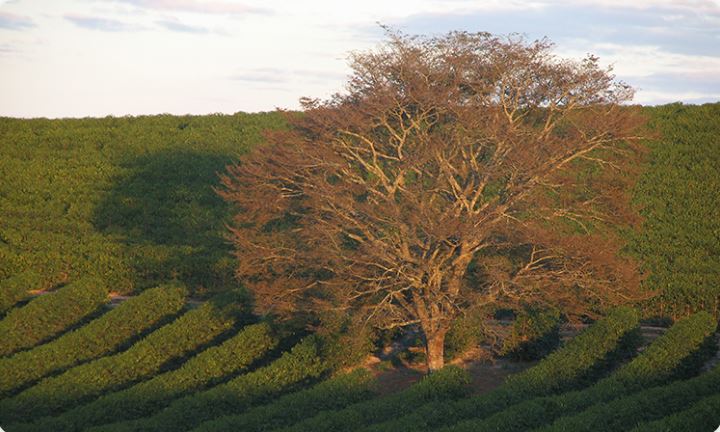 El Salvador