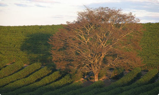 El Salvador